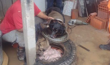 Cachorro preso em roda de caminhão é salvo por bombeiros em MG; veja vídeo