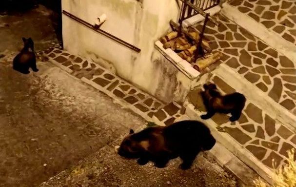 Ursa que foi baleada na Itália é vista em mídia social