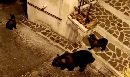 Morte de ursa a tiros na Itália gera críticas de grupos ativistas