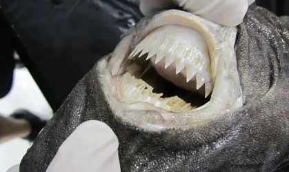 Tubarões-charuto afundam catamarã inflável que tentava dar a volta ao mundo