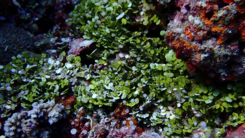 O UP Marine Science Institute encontrou corais vibrantes no recife Rozul (Iroquios) no Mar do Sul da China em maio de 2021 / UP Marine Science Institute