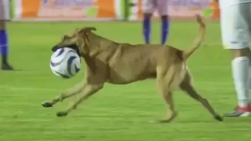 Cachorro invade o campo em jogo do México e rouba bola durante partida