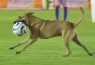 Cachorro invade campo e rouba bola durante jogo de futebol no México