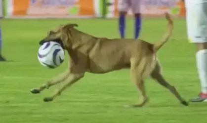 Cachorro invade o campo em jogo do México e rouba bola durante partida