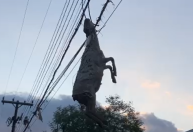 Ciclone no Sul: ovelha fica presa em fios elétricos após enchente em Muçum (RS); veja