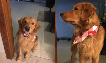 PM é preso após atirar e matar cão da raça Golden Retriever no ES