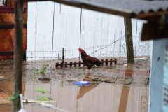 Chuvas fortes causam mortes, estragos, enchente e deixa centenas de pessoas desabrigadas no Rio Grande do Sul. No bairro Entre-Rios, o rio Passo Fundo subiu deixando diversas casas embaixo d&#039;água e pessoas e animais tendo que serem resgatados, na cidade de Passo Fundo, nesta segunda, 4 de setembro de 2023.