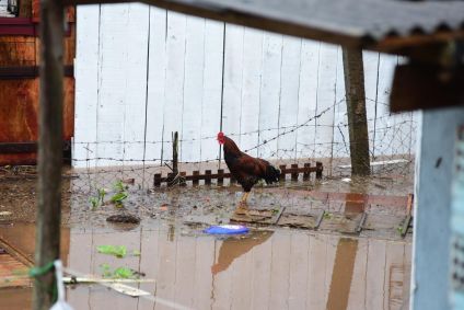 Chuvas fortes causam mortes, estragos, enchente e deixa centenas de pessoas desabrigadas no Rio Grande do Sul. No bairro Entre-Rios, o rio Passo Fundo subiu deixando diversas casas embaixo d&#039;água e pessoas e animais tendo que serem resgatados, na cidade de Passo Fundo, nesta segunda, 4 de setembro de 2023.