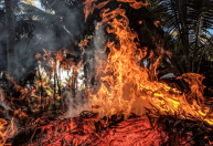 MG emite alerta para risco de incêndios florestais por causa de onda de calor de mais de 39ºC