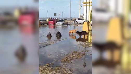 Leões-marinhos são vistos interagindo com cachorros em calçada alagada no Rio Grande do Sul em meio à temporal provocado pela aproximação de novo ciclone extratropical