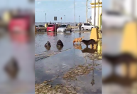 Ciclone no RS: Porto Alegre tem ruas alagadas, e leões-marinhos são vistos na calçada no interior