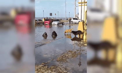Ciclone no RS: Porto Alegre tem ruas alagadas, e leões-marinhos são vistos em calçada no interior