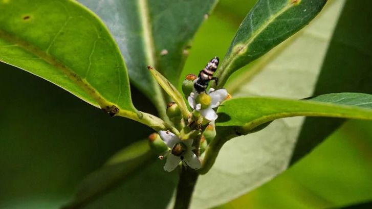 azevinho pernambucano flor árvore