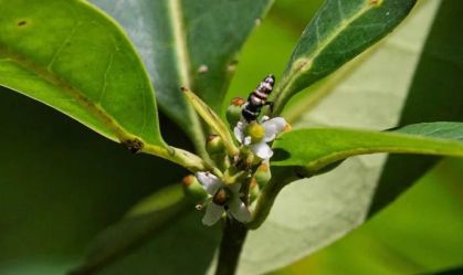 azevinho pernambucano flor árvore
