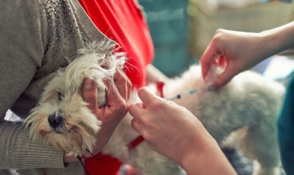 Healing Maltese dog with injection in vet ambulant