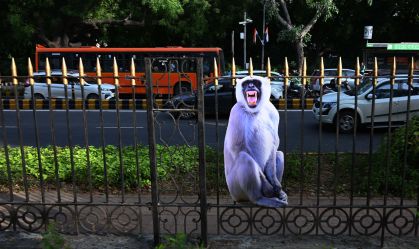 Nova Delhi vai tentar espantar macacos que circulam pela cidade durante cúpula do G20; entenda