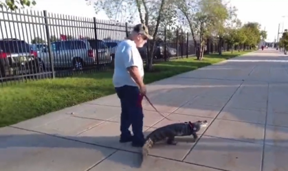 Jacaré de apoio emocional é impedido de entrar em jogo de beisebol nos EUA