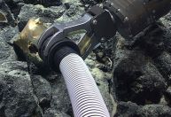 Ovo dourado: Vídeo mostra espécime sendo recolhido a 3,3 mil metros no fundo do mar