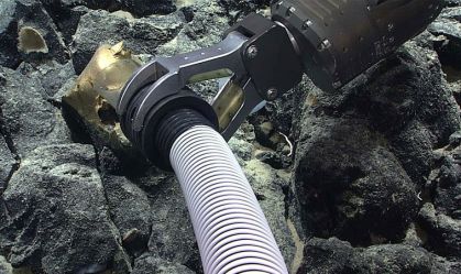Ovo dourado: Vídeo mostra espécime sendo recolhido a 3,3 mil metros no fundo do mar