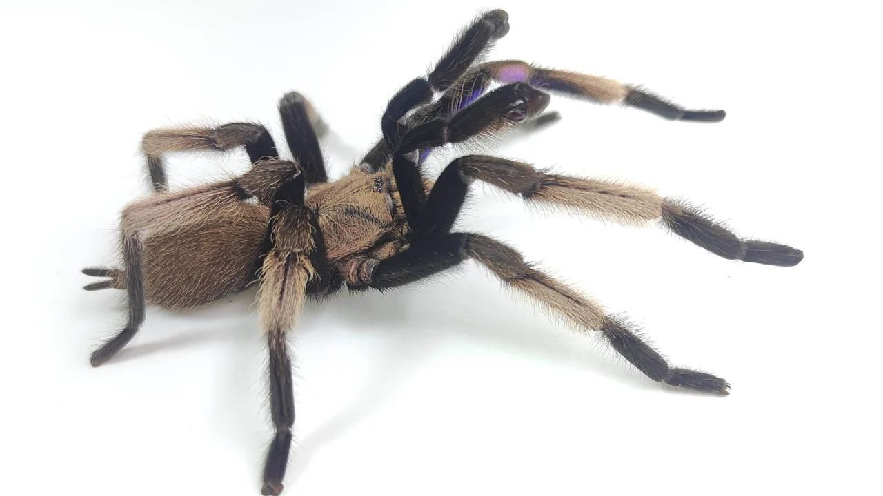 Espécie de tarântula azul elétrica é descoberta na Tailândia | CNN