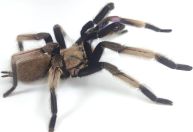 Turistas se assustam com aranha e causam acidente de carro em parque nos EUA