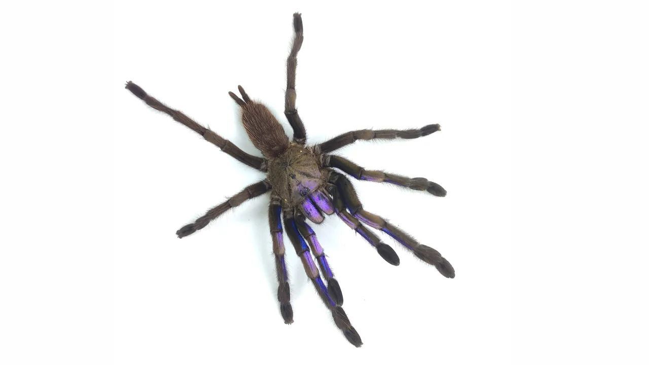 Espécie de tarântula azul elétrica é descoberta na Tailândia | CNN