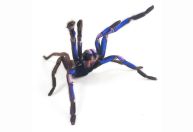 Espécie de tarântula azul elétrica é descoberta na Tailândia
