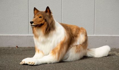 Toco o homem cachorro