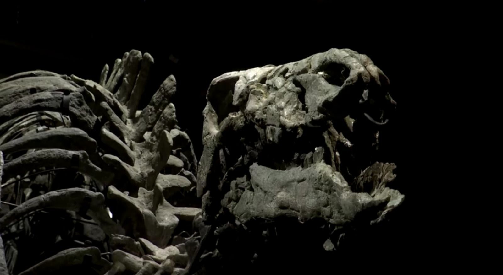 Esqueleto de dinossauro será leiloado em Paris / Reprodução/ Drouot