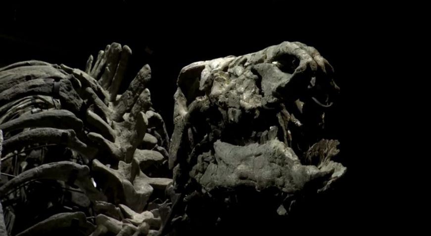 Esqueleto de dinossauro será leiloado em Paris / Reprodução/ Drouot