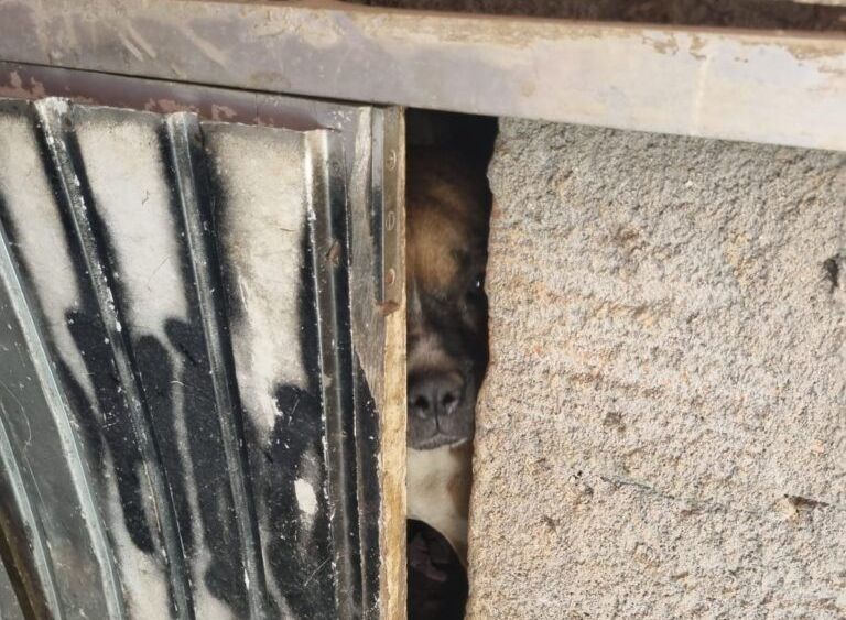 Polícia de SC resgata cadela mantida em ambiente de 1m x 1m e com pote de água furado