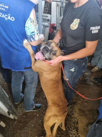 Cadela está agora com um tutor provisório e será encaminhada para adoção / Polícia Civil de Santa Catarina