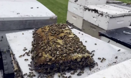Caminhão derruba caixas com 5 milhões de abelhas em estrada no Canadá