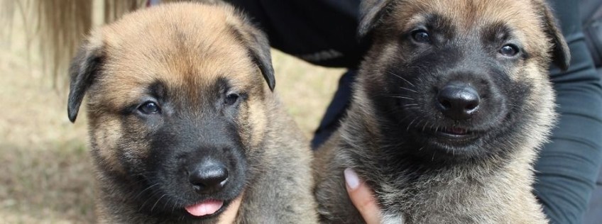 Polícia Civil de Minas Gerais lança campanha para população escolher nomes de novos cães / Divulgação/Polícia Civil de Minas Gerais