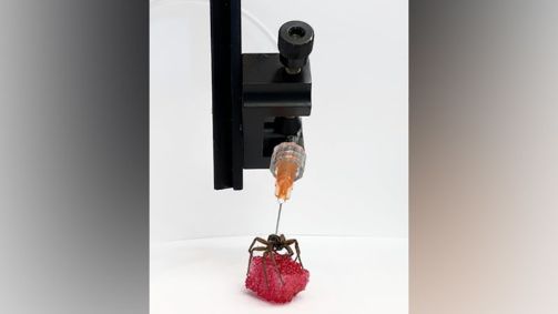 Engenheiros mecânicos da Universidade Rice, no Texas, ganharam um Prêmio Ig Nobel por seu trabalho na conversão dos corpos de aranhas falecidas em "garras necrobóticas".