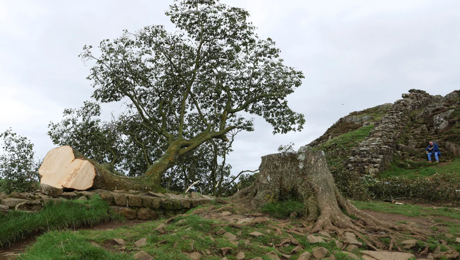 arvore inglesa derrubada