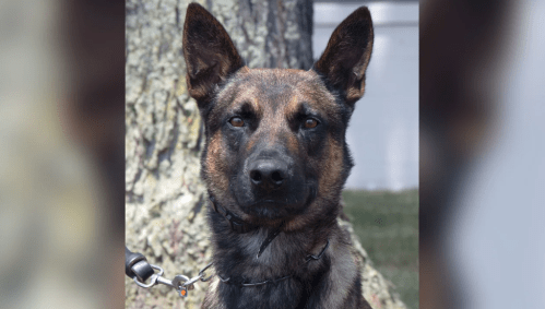 Cão policial de 4 anos chamado Yoda deteve o fugitivo Danilo Cavalcante, encerrando a caçada de quase duas semanas