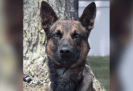 Conheça Yoda, o cão de 4 anos que capturou brasileiro fugitivo nos EUA