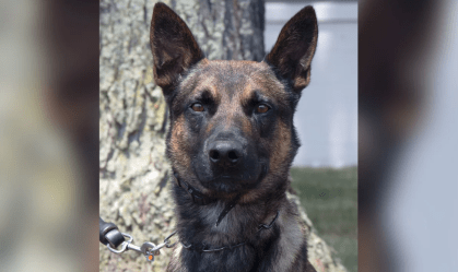 Conheça Yoda, o cão de 4 anos que capturou brasileiro fugitivo nos EUA