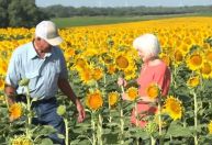Americano planta um milhão de girassóis como presente de 50 anos de casamento