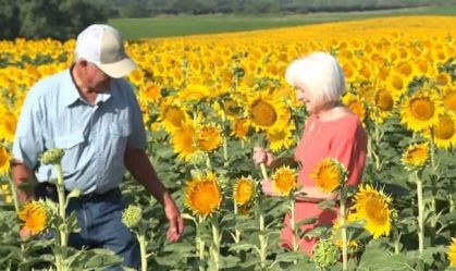 Americano planta um milhão de girassóis como presente de 50 anos de casamento