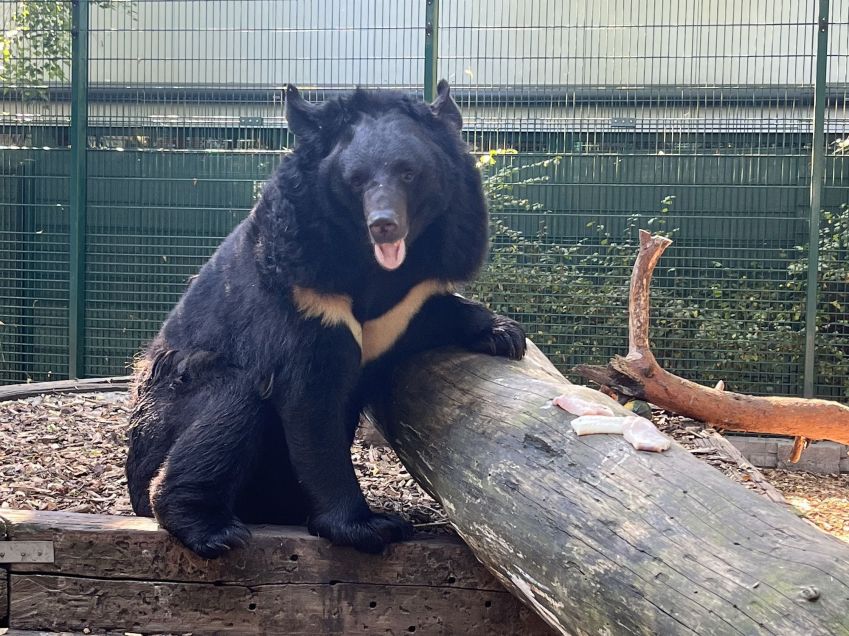 Yampil está se recuperando em um centro de resgate de vida selvagem na Bélgica / Divulgação/Five Sisters Zoo
