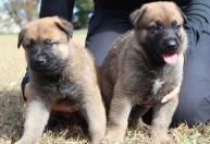 Polícia de Minas faz campanha para escolher nomes de novos cães; veja opções e vote