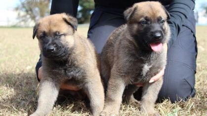 Polícia Civil de Minas Gerais lança campanha para população escolher nomes de novos cães
