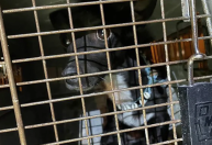 Passageira encontra cachorro que sumiu em aeroporto mais movimentado do mundo após três semanas