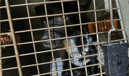 Passageira encontra cachorro que sumiu em aeroporto mais movimentado do mundo após três semanas