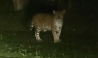 Onça-pintada é flagrada passeando no Parque Nacional do Iguaçu; veja o vídeo