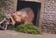 Hipopótamo em fúria ataca funcionário de zoológico na China; veja vídeo