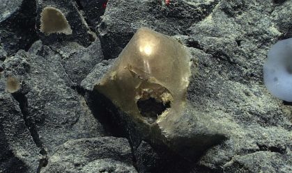 "Ovo dourado" encontrado no fundo do mar impressiona cientistas, que buscam explicações