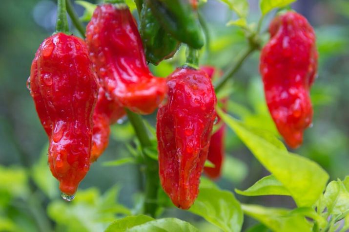 Pimenta Bhut Jolokia / Imagem: Shutterstock